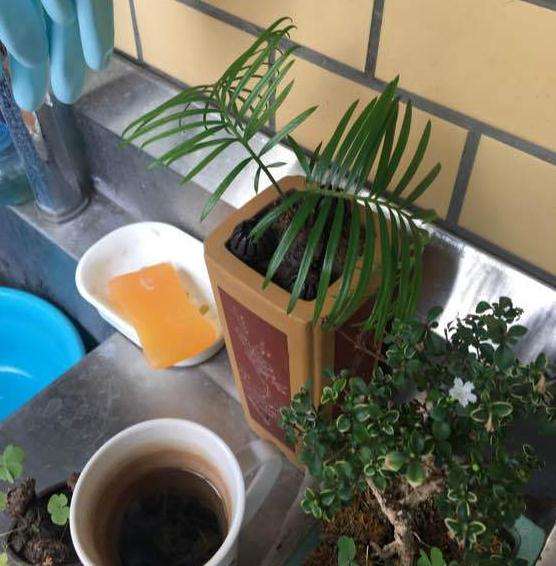 这个事白磷铁盆景吗