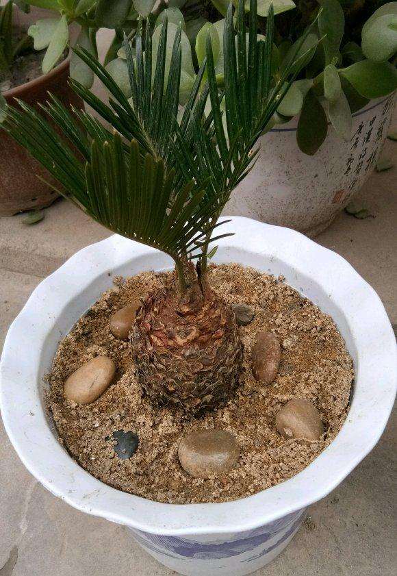 这是苏铁 还是白磷铁盆景