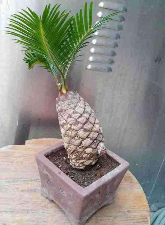 大家帮忙看看 白鳞铁盆景对版吗 图片