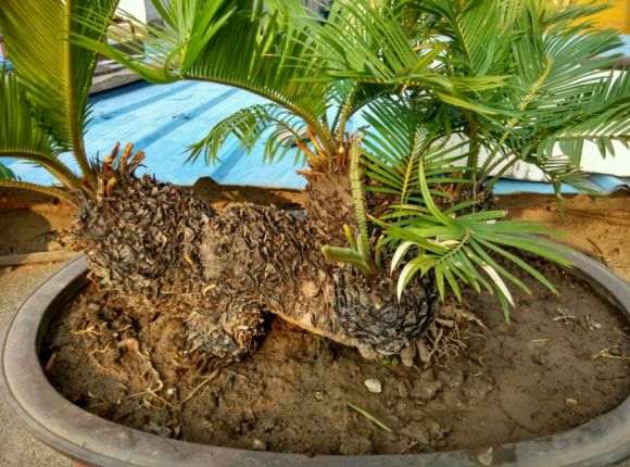 谁有白鳞铁盆景