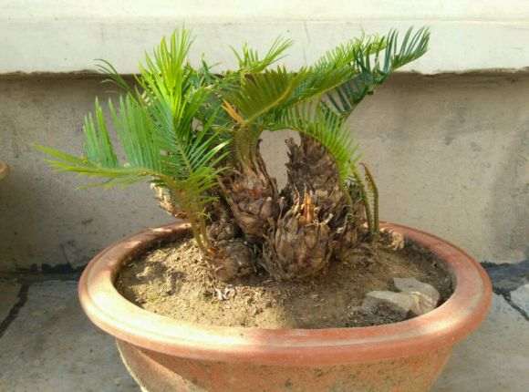 谁有白鳞铁盆景 我收2盆 可以吗 图片