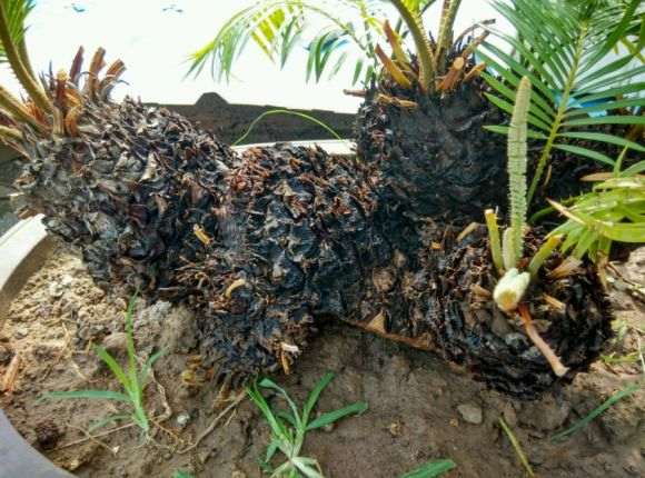 白鳞铁盆景和苏铁 外观上有什么明显区别