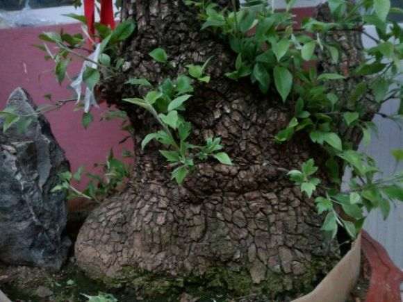 棠梨下山桩老桩已嫁接海棠