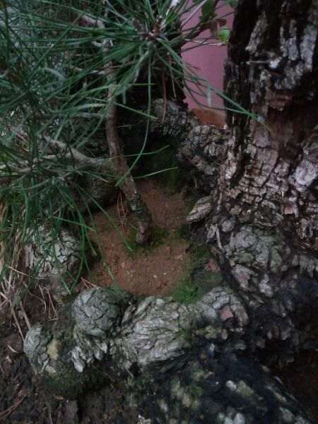 棠梨下山桩老桩已嫁接海棠