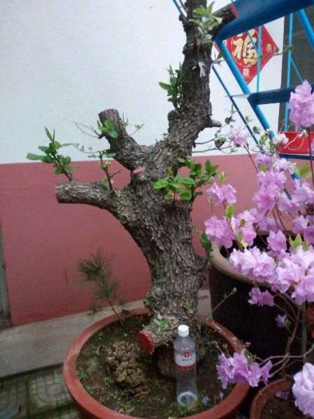 棠梨下山桩老桩已嫁接海棠