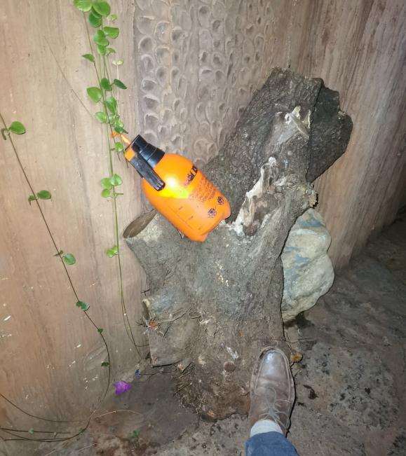 棠梨下山桩怎么种 不知道能不能过活