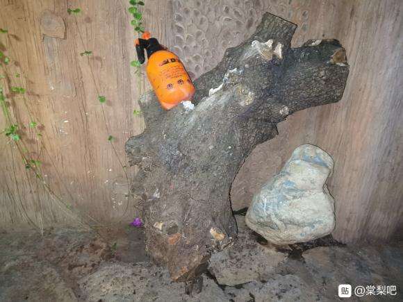 棠梨下山桩怎么种 不知道能不能过活