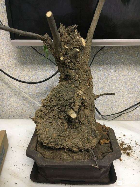 棠梨下山桩怎么种 不知道能不能过活