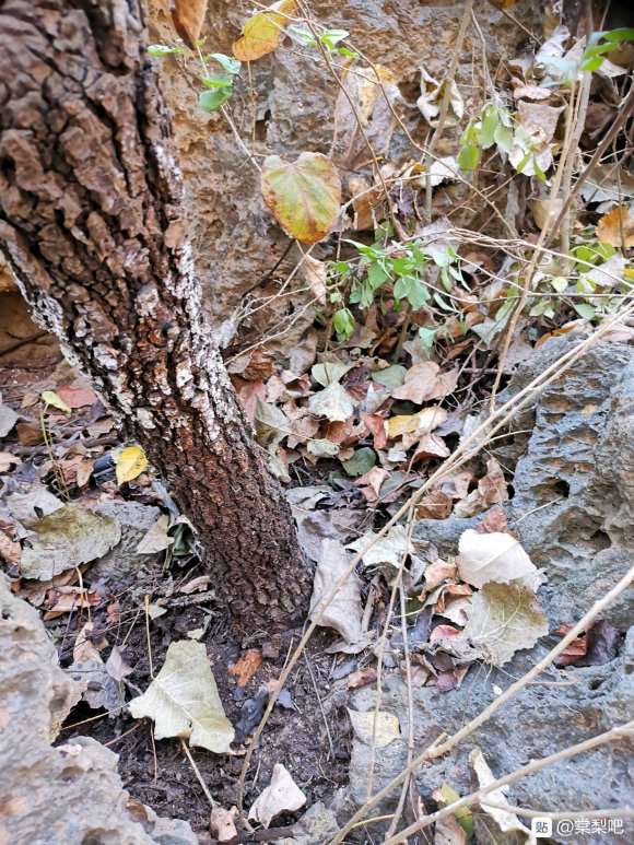 这是棠梨下山桩 还是普通梨树