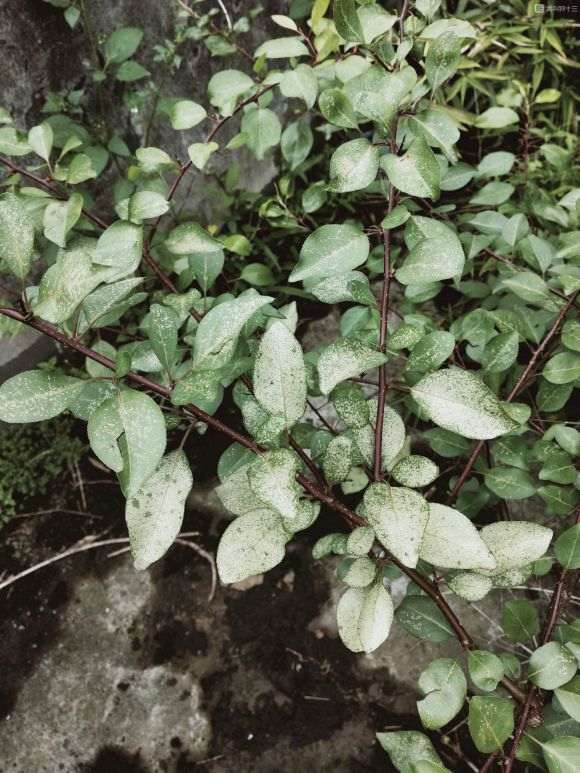 棠梨下山桩叶子求助 叶子成这样 图片