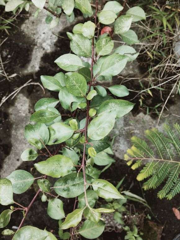 棠梨下山桩叶子求助 叶子成这样 图片
