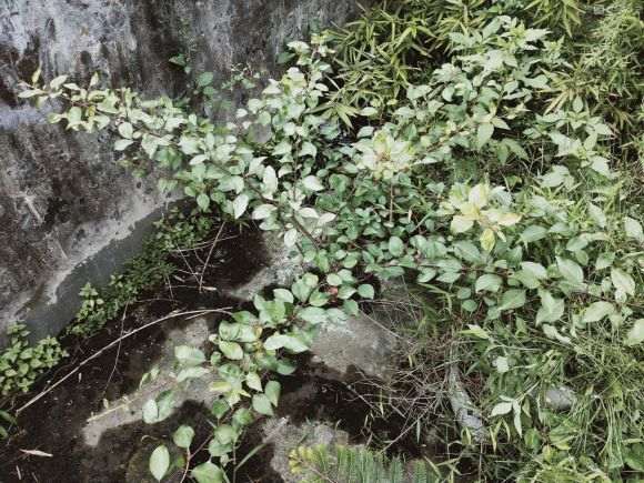 棠梨下山桩叶子求助 叶子成这样 图片