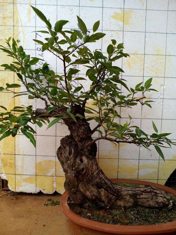 棠梨下山桩 3年可以开花结果
