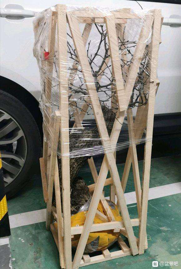 1棵巨无霸棠梨下山桩 