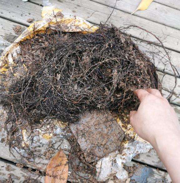 1棵巨无霸棠梨下山桩 