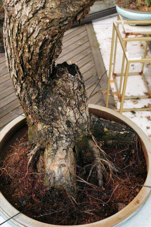 1棵巨无霸棠梨下山桩 