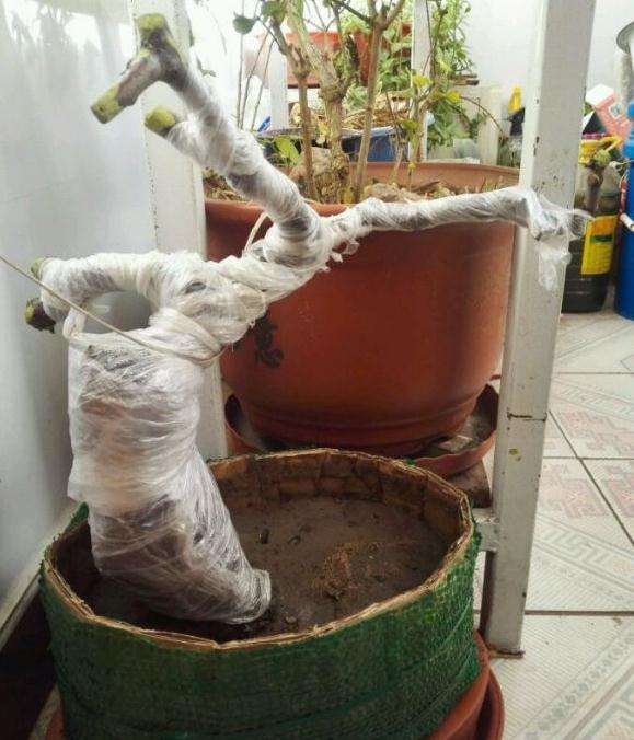 90元买棠梨下山桩能这么种吗