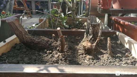 丛林卧杆棠梨下山桩怎么造型