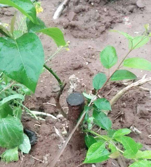 棠梨下山桩可以嫁接苹果吗