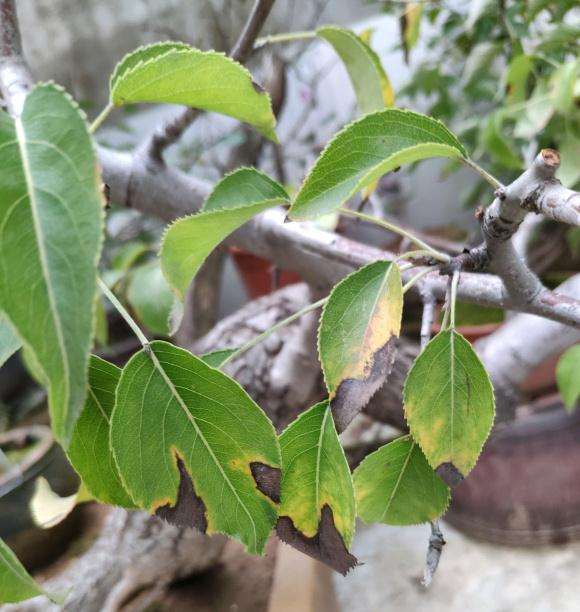 这是棠梨下山桩什么病