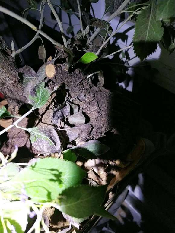 棠梨下山桩叶子发黑