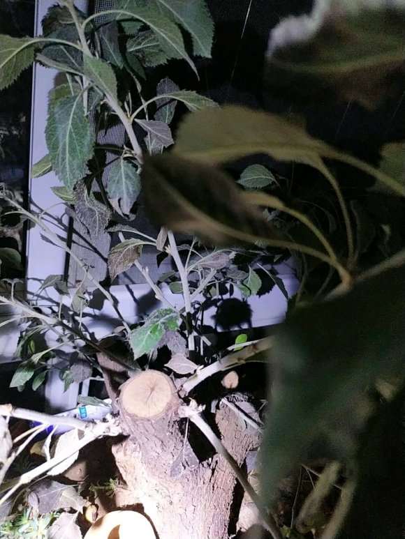 棠梨下山桩叶子发黑