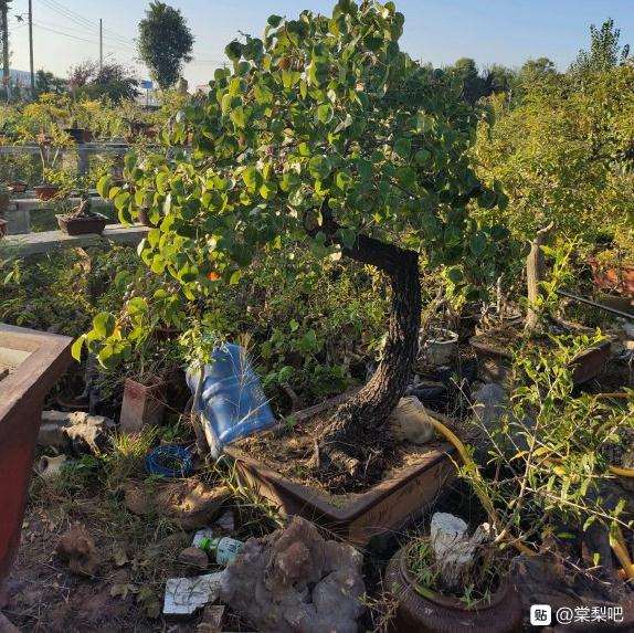 棠梨盆景 对方要2000元 买吗 图片