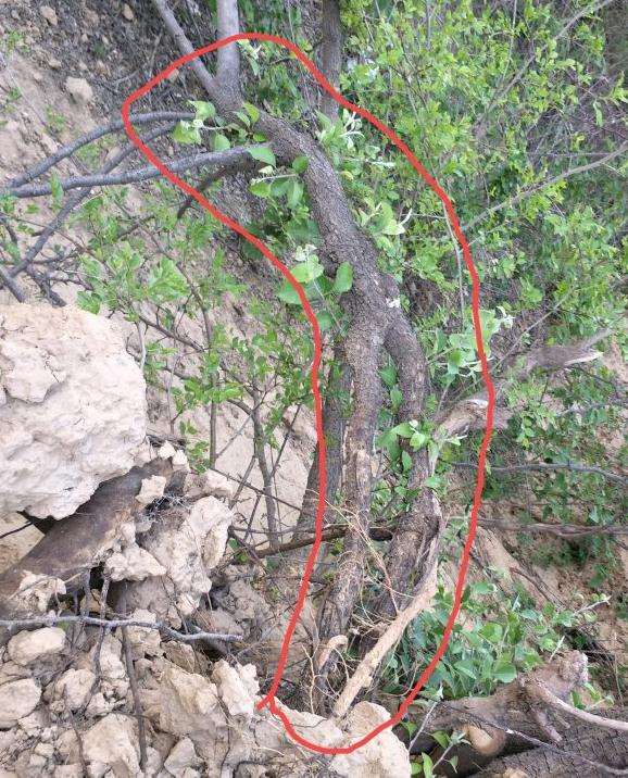 棠梨下山桩什么时候挖