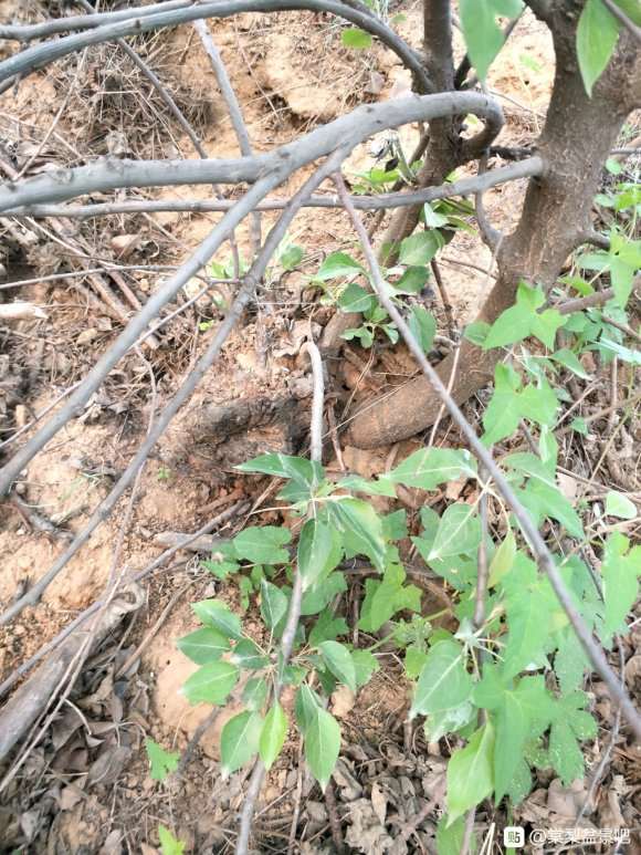 棠梨下山桩什么时候挖