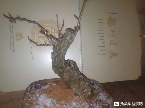 棠梨下山桩 到现在还没来芽