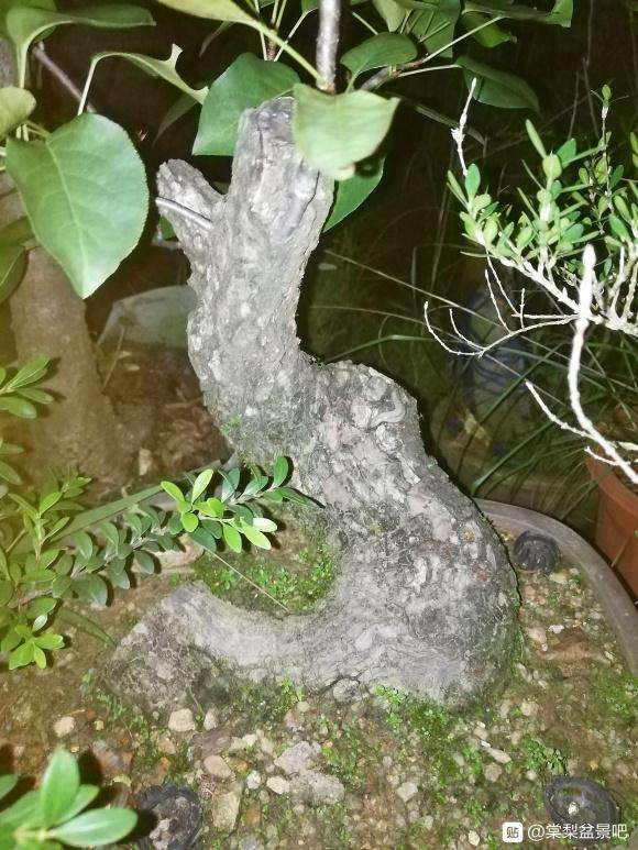 棠梨下山桩 到现在还没来芽
