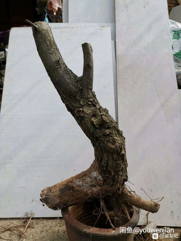 没控制住又买了个棠梨下山桩