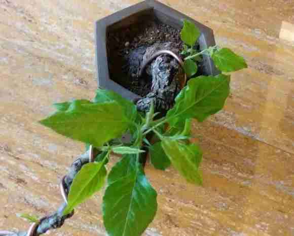 棠梨下山桩开花了