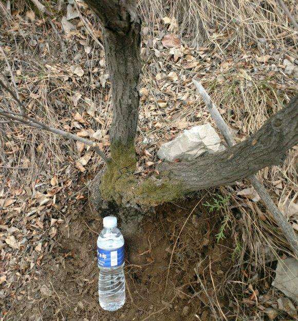 4月份的鹅耳枥下山桩