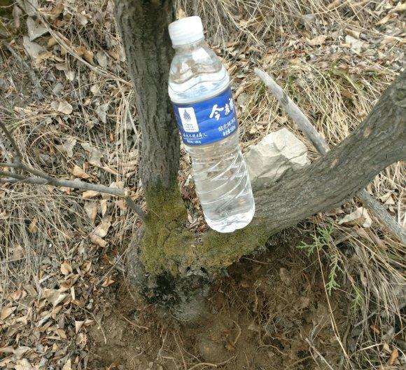 4月份的鹅耳枥下山桩