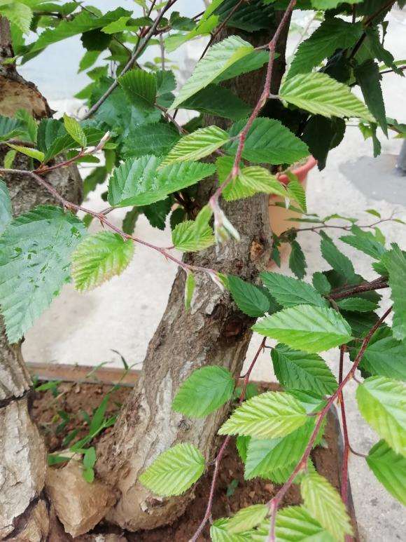 这是榆树下山桩 还是鹅耳枥