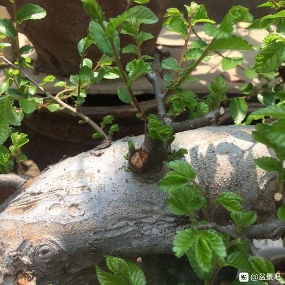 有说是榆树下山桩 有说是鹅耳枥