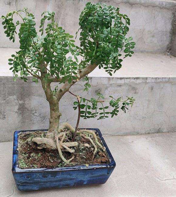 胡椒木下山桩上盆后