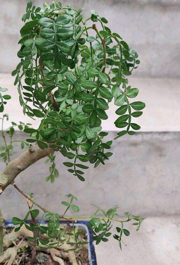 胡椒木下山桩上盆后