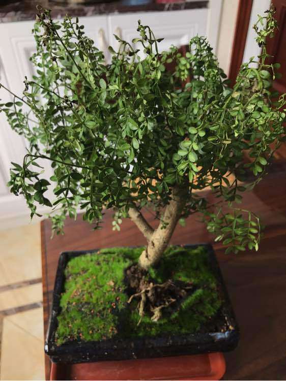 胡椒木下山桩叶子垂落