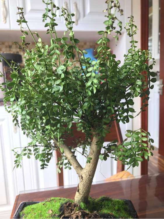 胡椒木下山桩叶子垂落