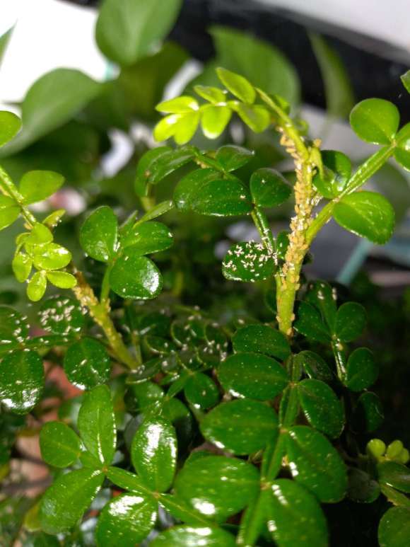 胡椒木下山桩这是什么虫子