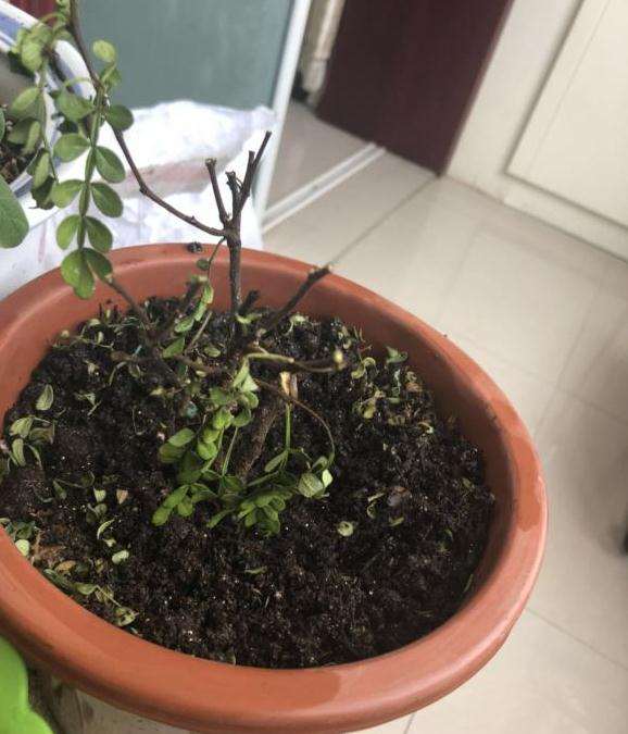 这盆胡椒木下山桩