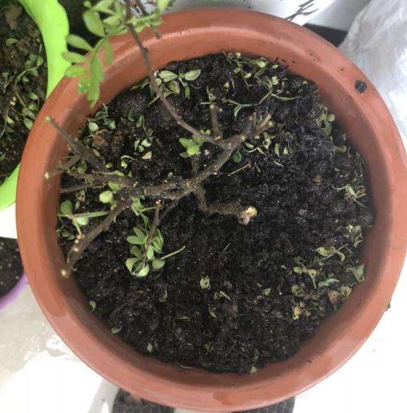 这盆胡椒木下山桩