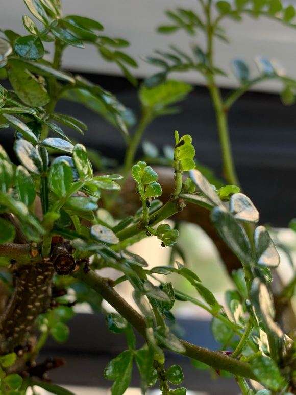 胡椒木下山桩上长了什么虫子