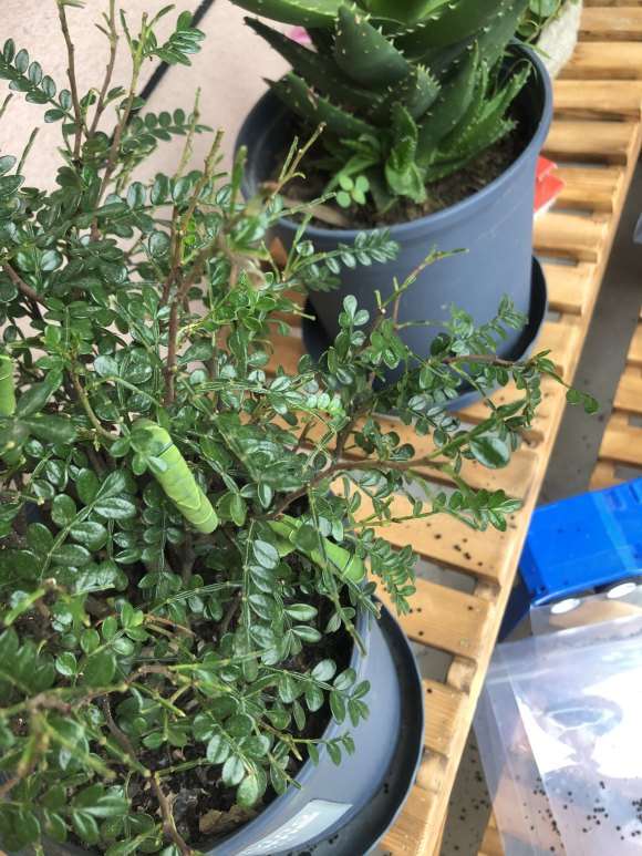 胡椒木下山桩下面黑色颗粒状的是什么