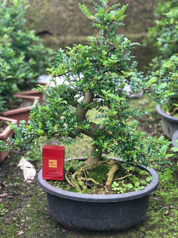 大量出售胡椒木盆景