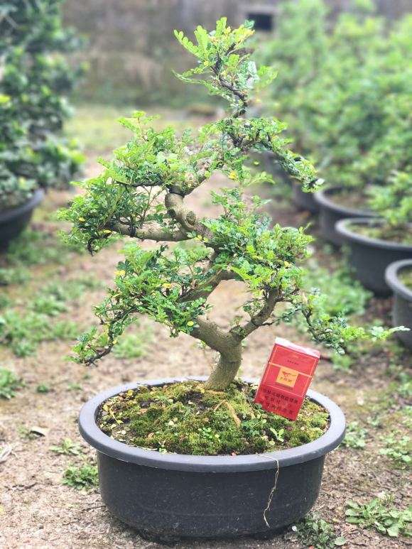 大量出售胡椒木盆景