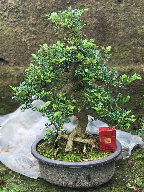 大量出售胡椒木盆景