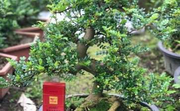 大量出售胡椒木盆景 2000多颗 图片